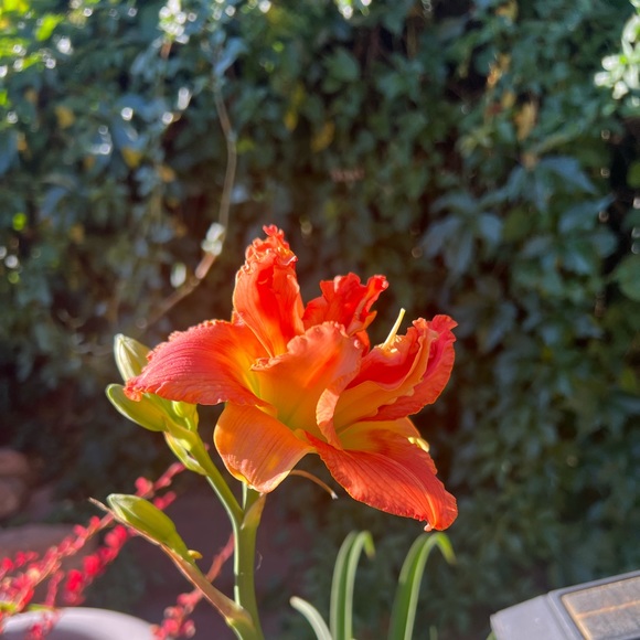 Meet your Posher, Debranne - Picture 15 of 15